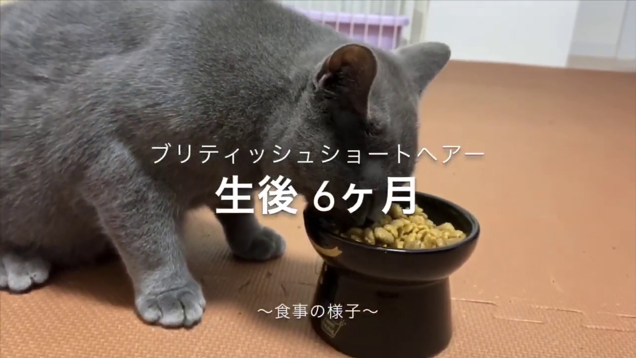 【猫】ブリティッシュショートヘア（生後6ヶ月）食事の様子