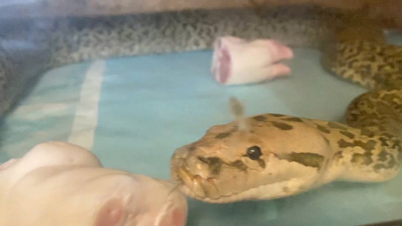 バーミーズパイソンとボアコンに豚足を与えてみた結果…