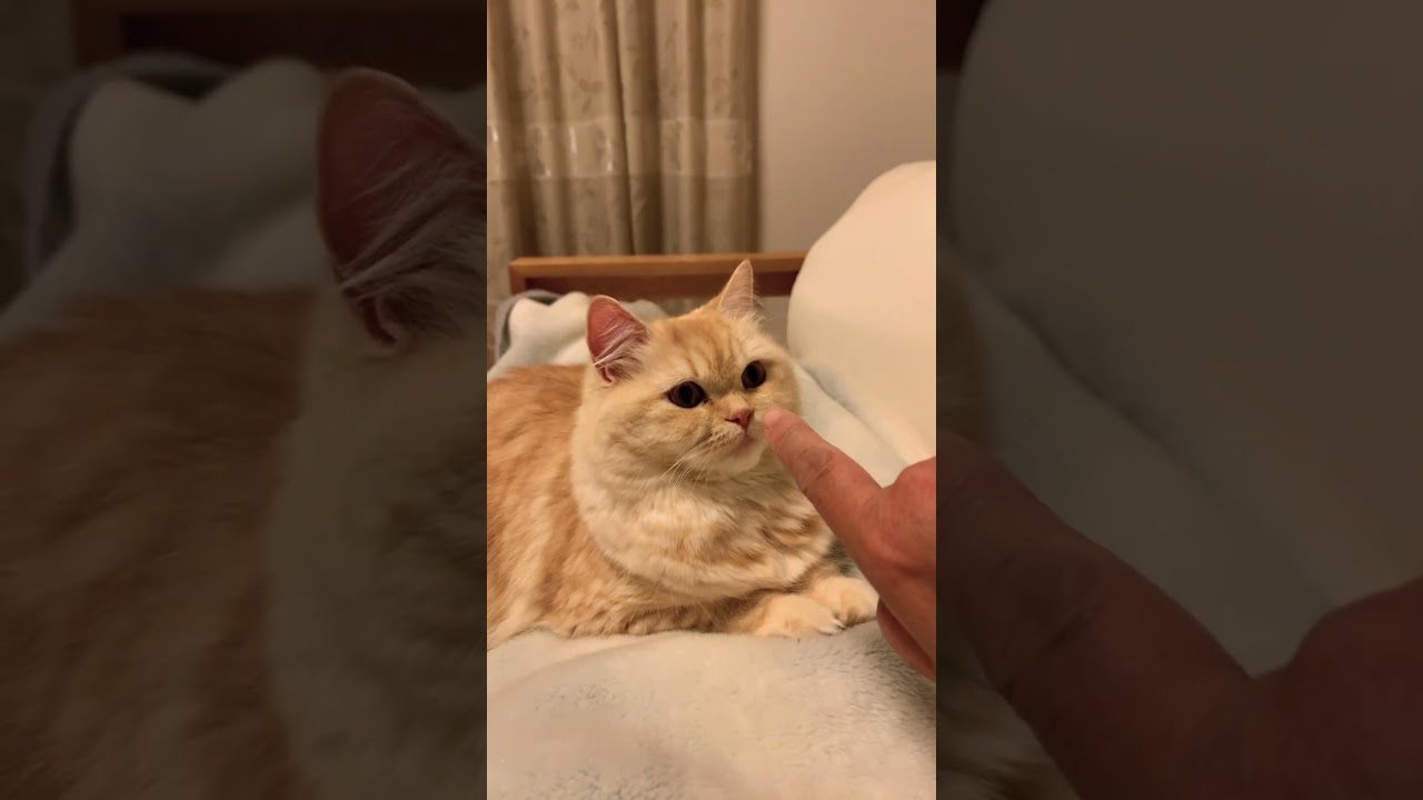 お腹の上でくつろぐねこ　#スコティッシュフォールド #猫 #癒し動画 #癒し #猫動画 #cat #catlover