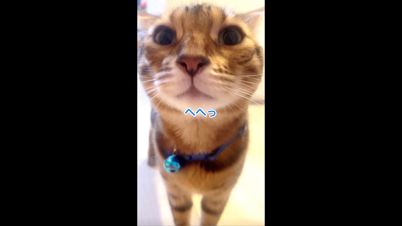 猫4匹玄関逃走の犯人がしらを切り続けています #shorts