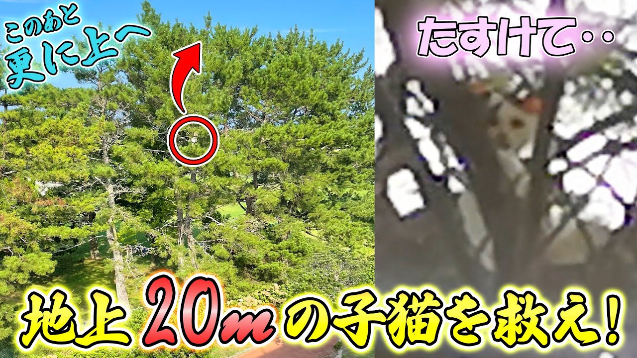 行政が見捨てた地上20ｍの巨木から下りられなくなった子猫を命がけで助けに行った結果‥【＃子猫救出】