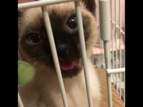 【子猫】トンキニーズの鳴き声 #shorts