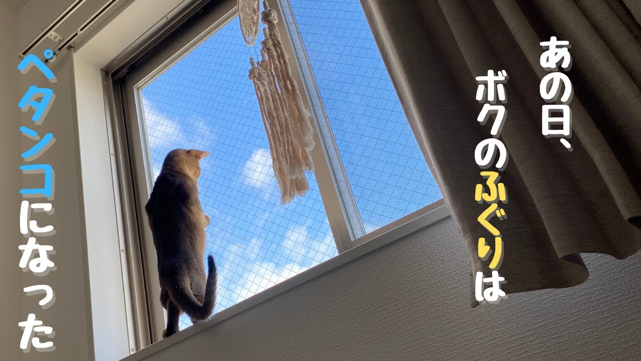 大人の階段を登る日 | アビシニアンの子猫アビー