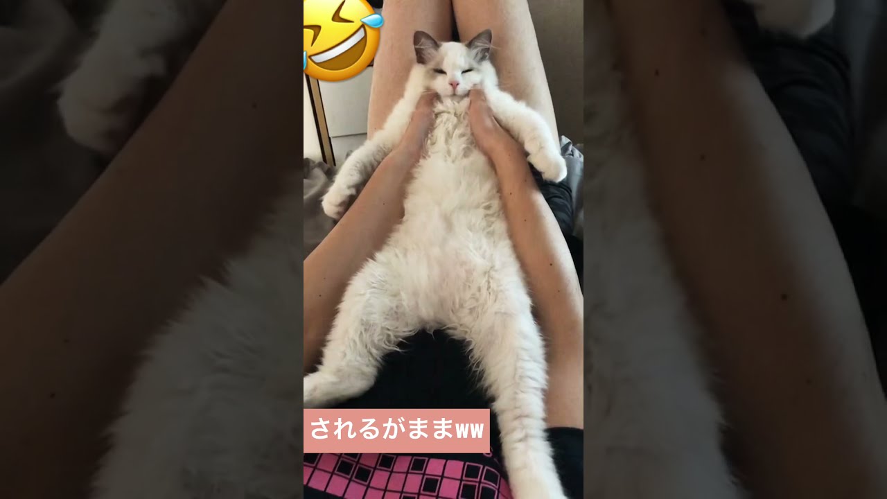 飼い主にされるがままの癒し子猫　ラグドール