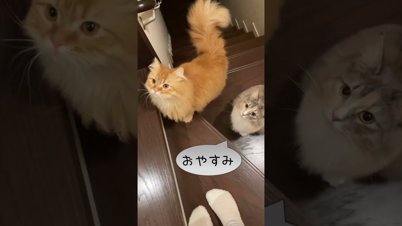 おやすみを言いにくる猫【ノルウェージャンフォレストキャットとサイベリアン】