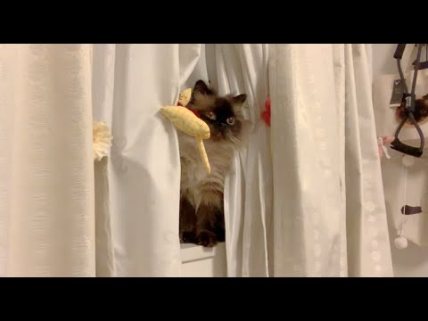 窓より人間なヒマラヤンとブリショー