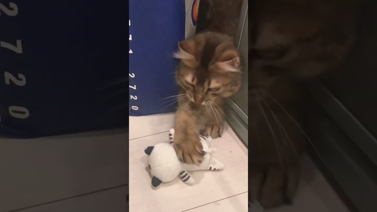 隙間が気に入った子猫 #ソマリ #癒し猫動画 #しっぽ吸い