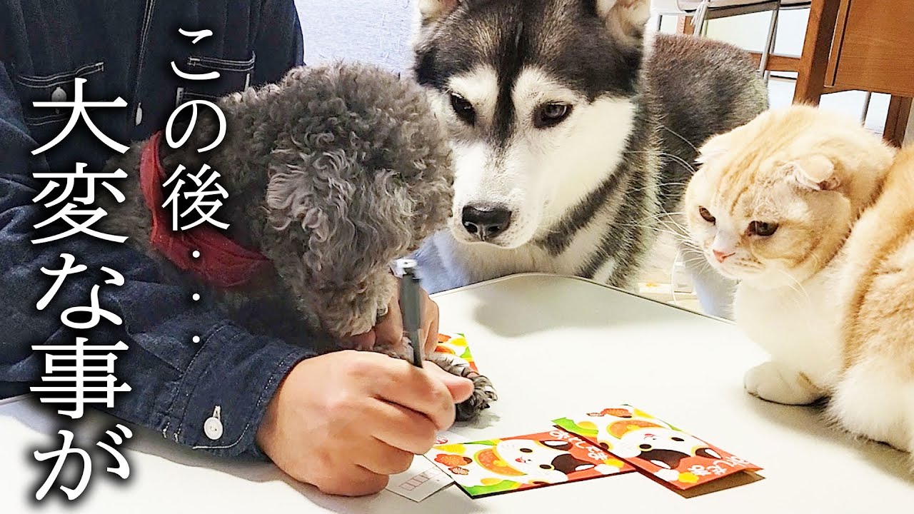年賀状書いてたらいっぱい集まってきて大変なことに...