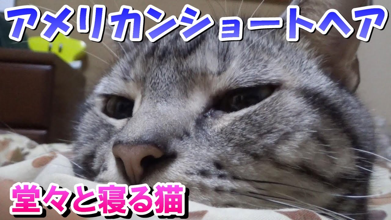 堂々と寝る猫との日常（アメリカンショートヘア）