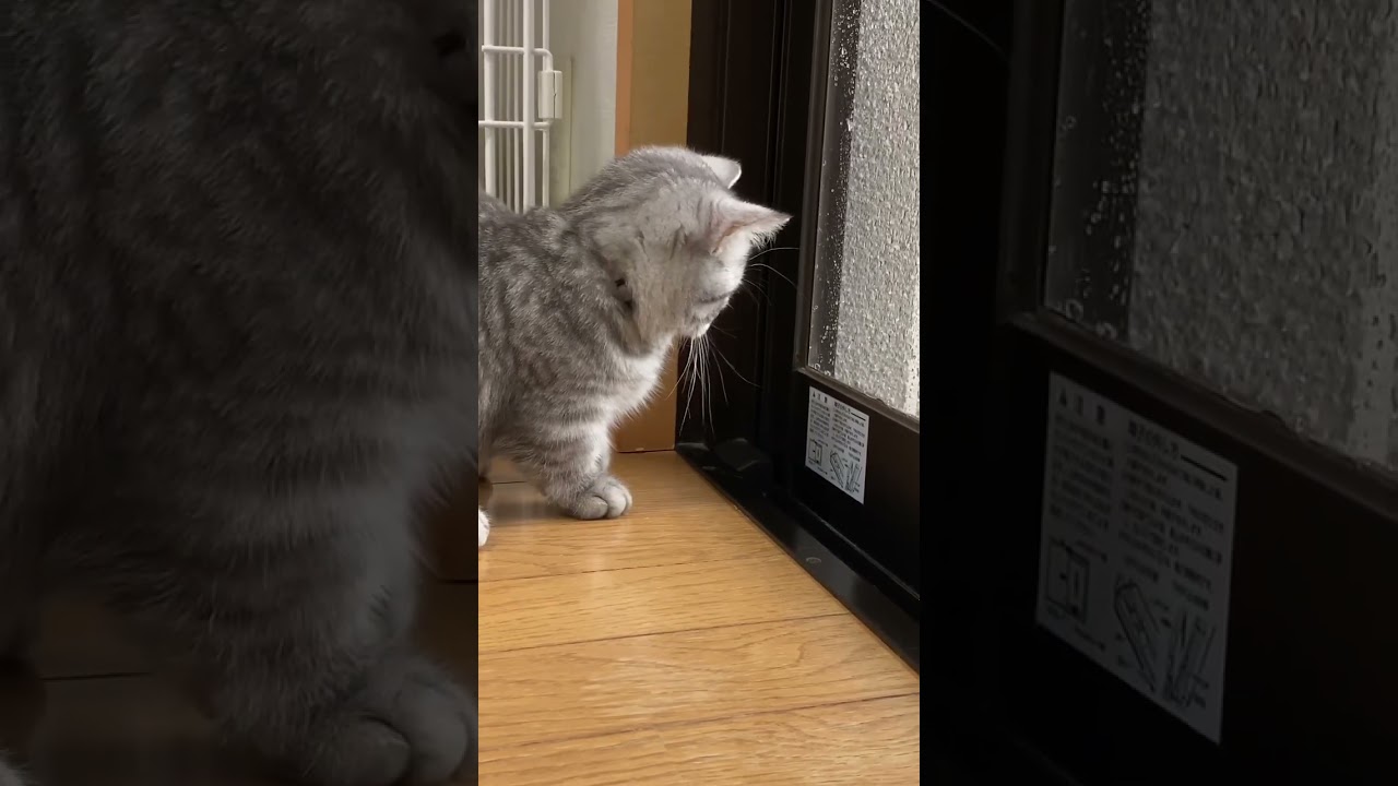窓掃除にビックリする子猫😺 #shorts #猫 #マンチカン #cat #kitty #kiminotoriko