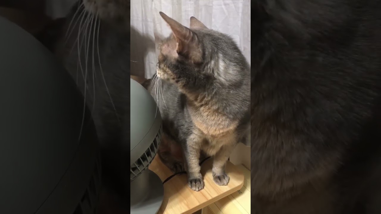 花のように🌼 #shorts #猫動画 #アビシニアン #cat #まな猫