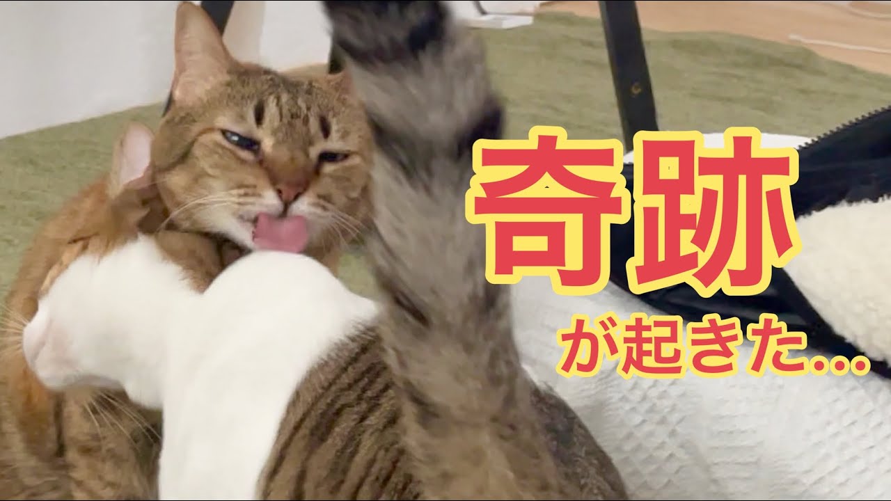 おい嘘だろ…子猫が苦手な先住猫が舐めてる…【保護猫活動】