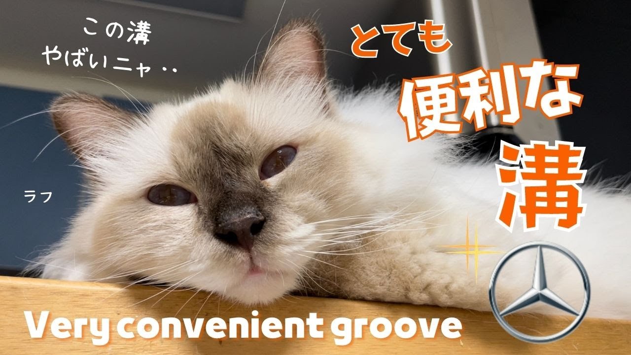 バーマン猫の寝顔を見て気づいた【とても便利な溝】Very convenient groove（バーマン猫）Birman/Cat