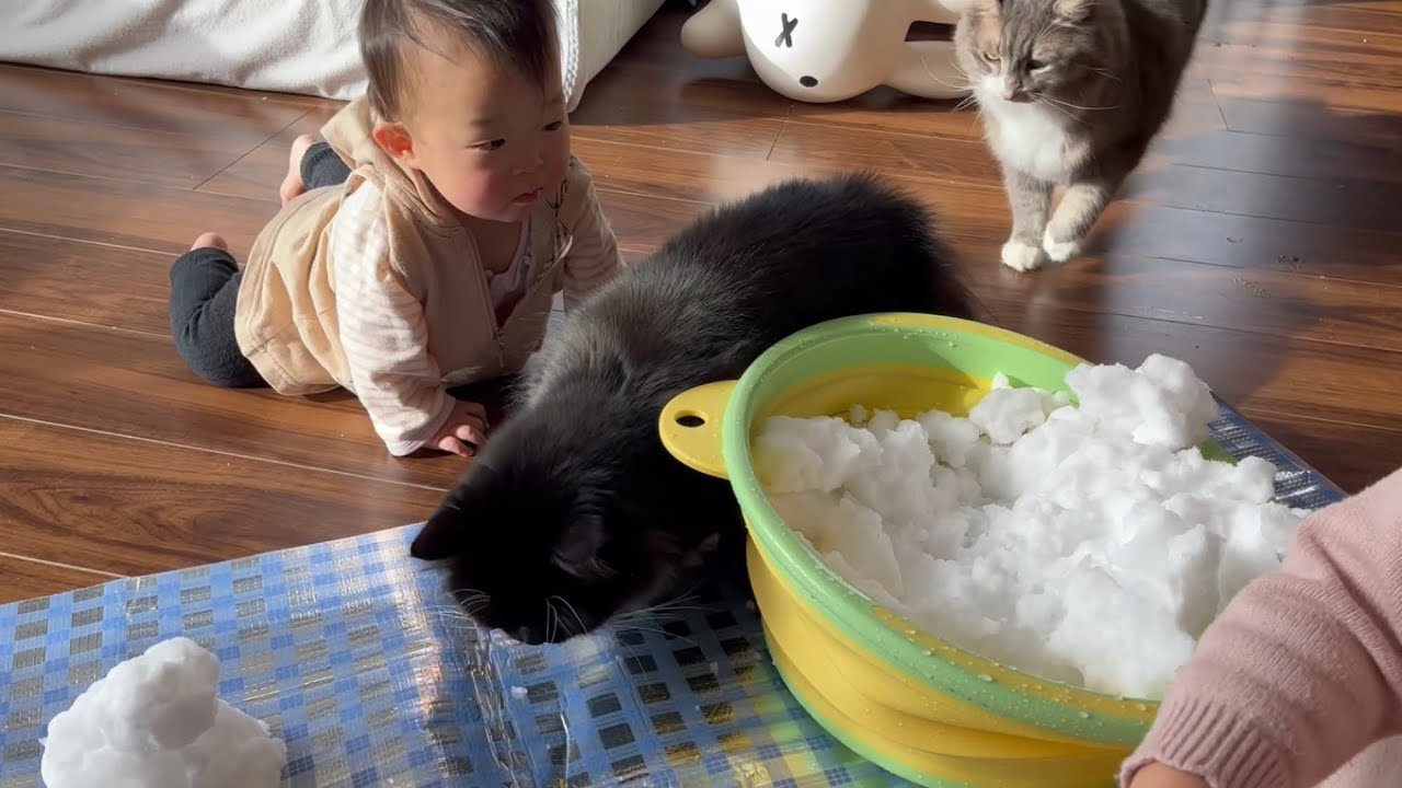雪を食べ物と勘違いする赤ちゃんと猫　ラガマフィン　Baby and cat mistaking snow for food