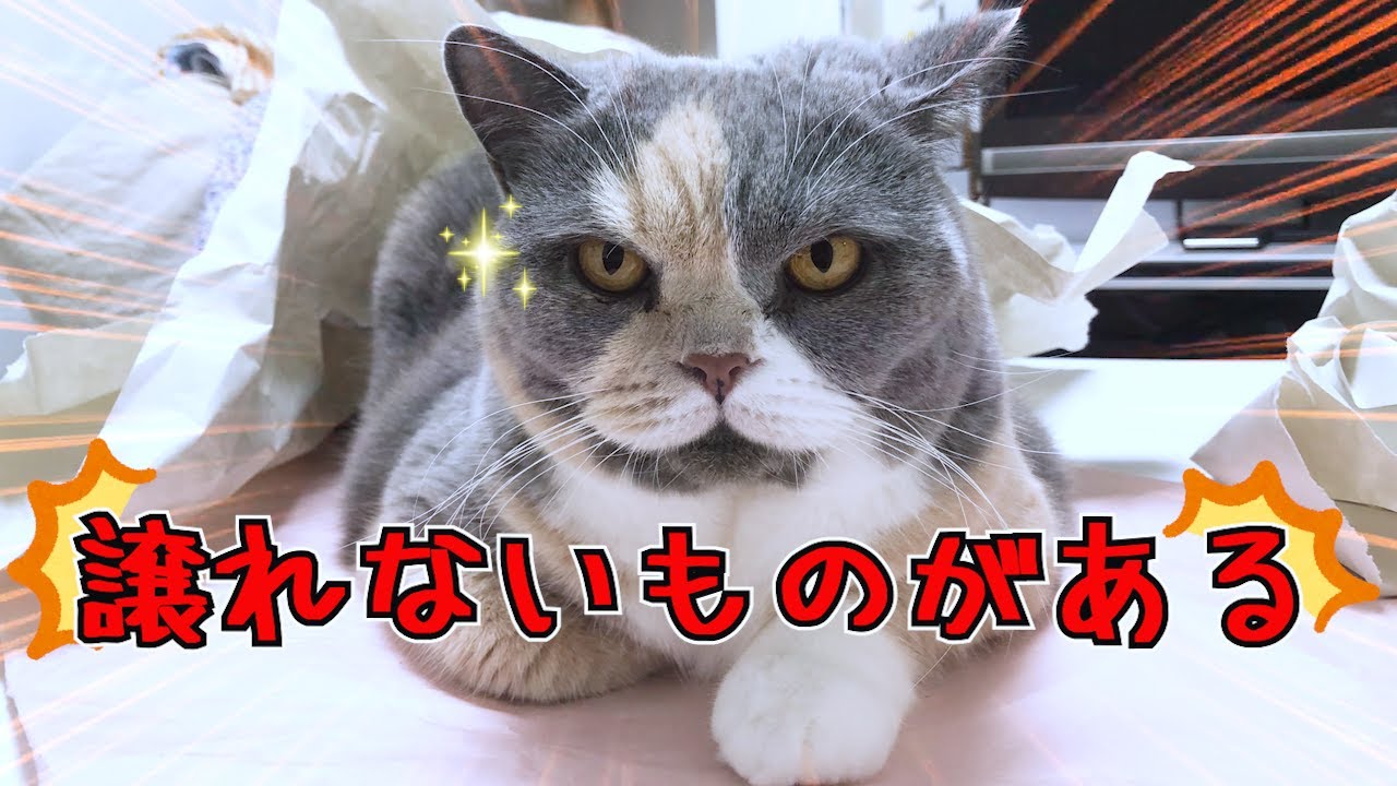 絶対どかない猫！｜セルカークレックス｜ブリティッシュショートヘア