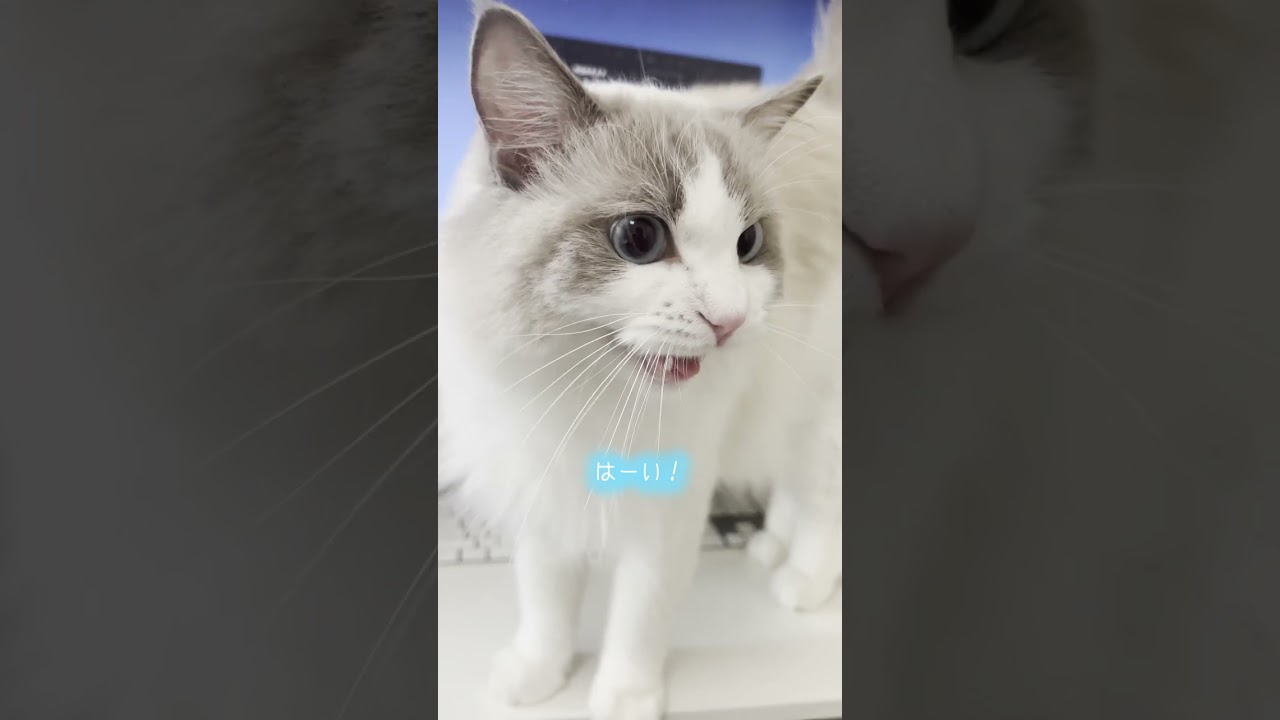 ドアップで甘えてくる猫2【ラグドール】【かわいい】