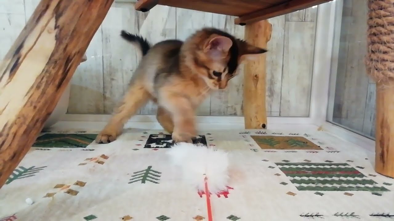 ソマリ　女の子　2022.10.22生まれ