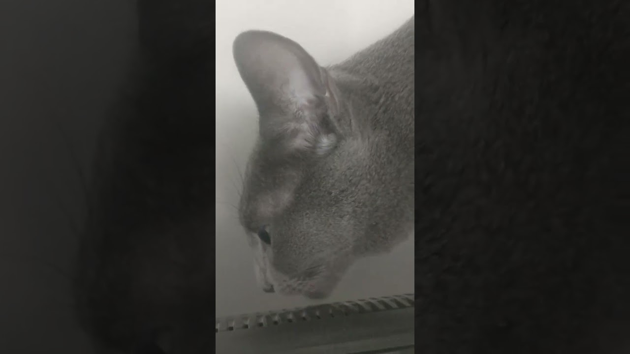 意外な所を舐めている猫【ロシアンブルーりあ】