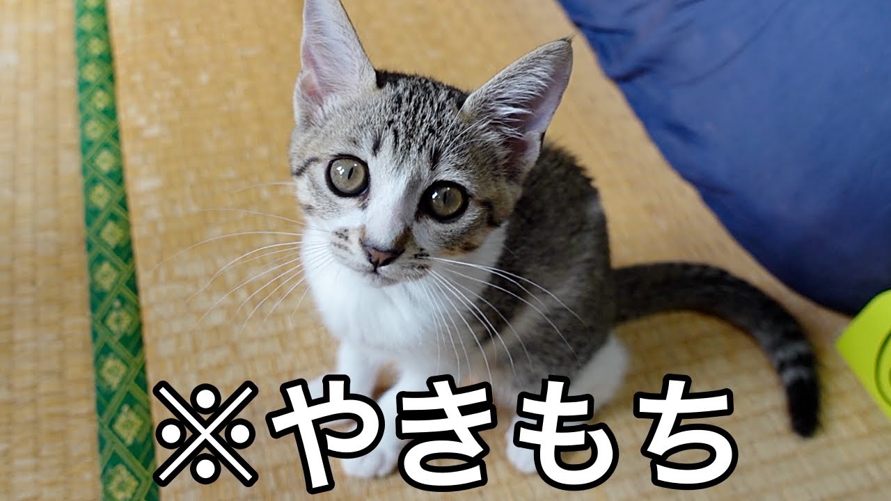 新入り猫に本気で嫉妬しちゃう子猫が大変でした…汗