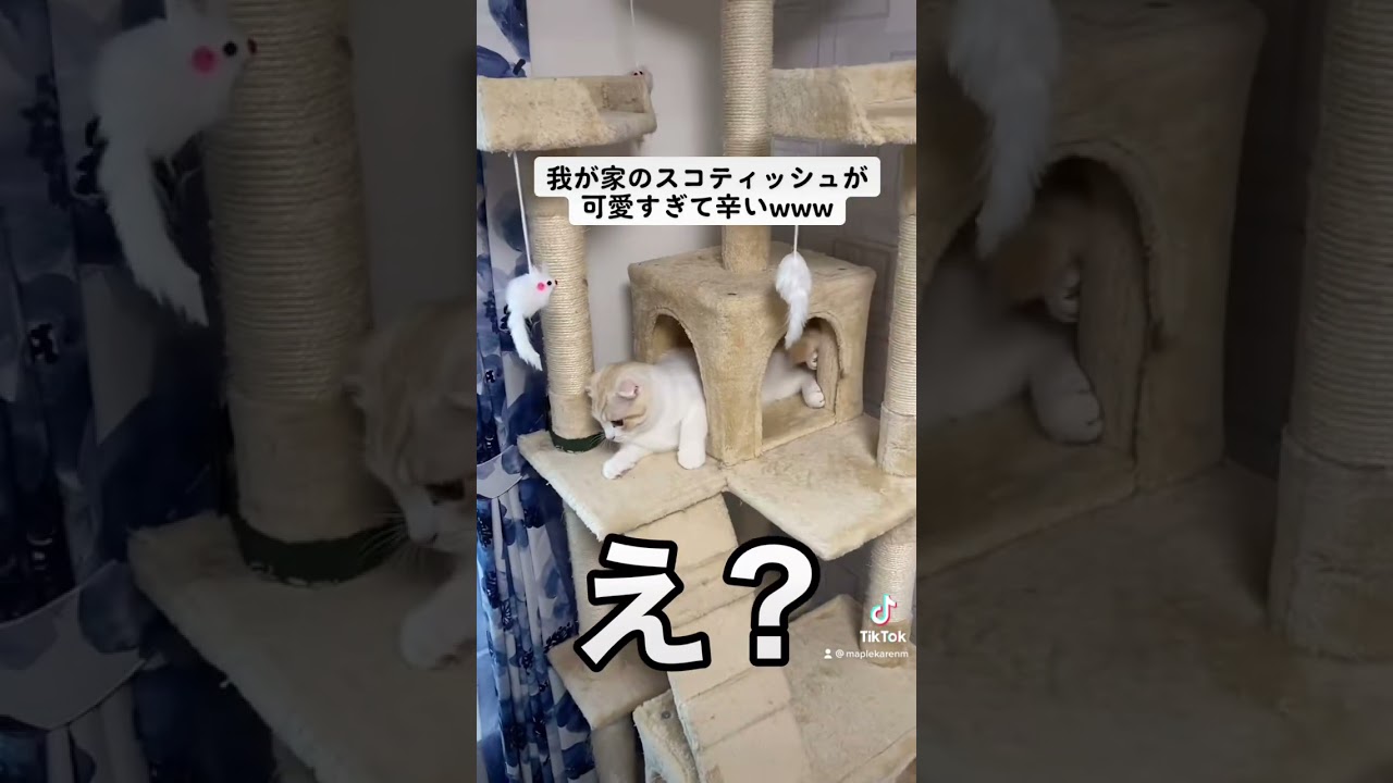 我が家のスコティッシュフォールドが可愛すぎたwww