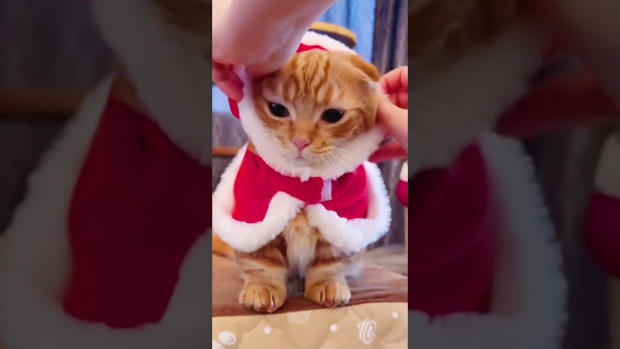 短足猫がサンタに変身すると…