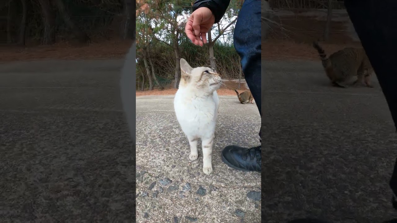 【cat】青い目のシャム猫ちゃんをモフる