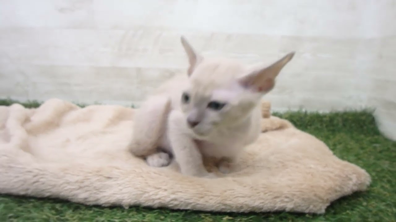 00591782 トンキニーズ