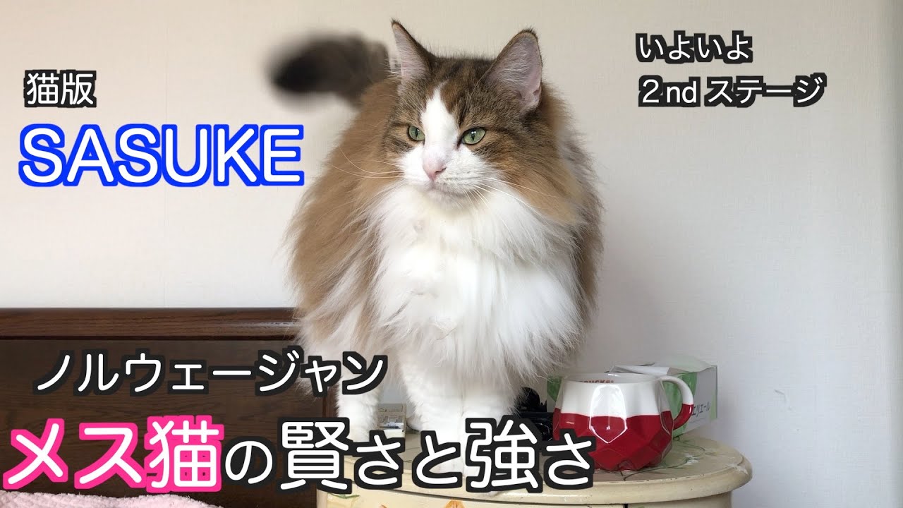 【メス猫の賢さと強さ・ノルウェージャン】我が家の猫版SASUKE 2ndステージ　ノルウェージャンフォレストキャット