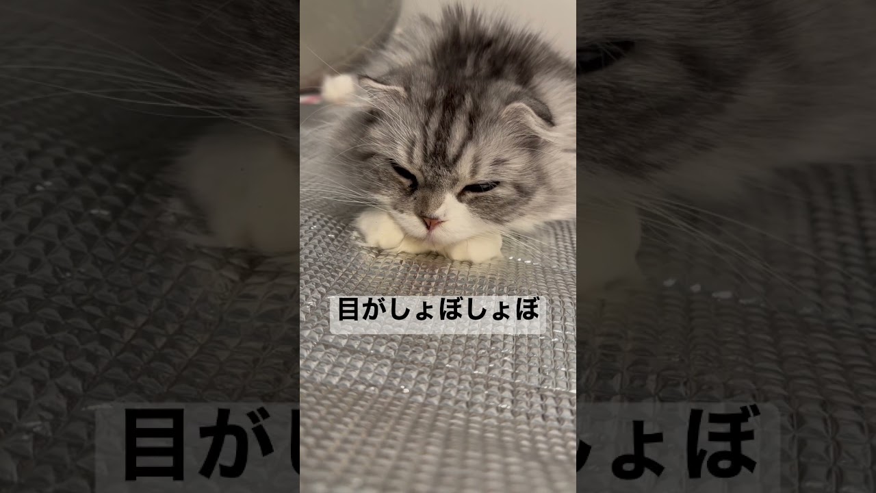 猫の寝顔が可愛い！ゆっくりおやすみなさい　#shorts #猫 #スコティッシュフォールド
