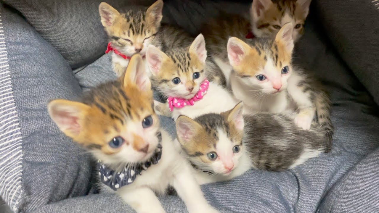おとなしい子猫達。