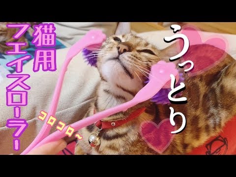 【ベンガル猫うっとり】猫にフェイスローラーをするとこうなります