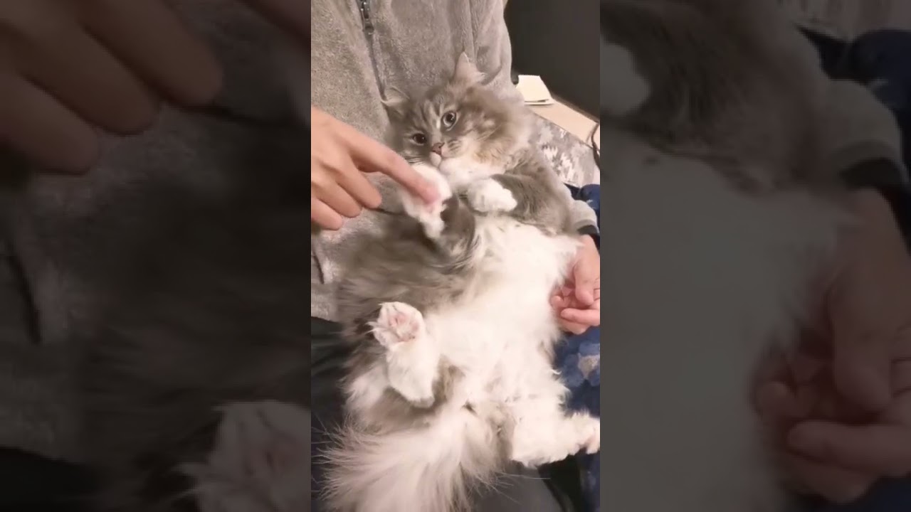寝起き時と覚醒時のじゃれ方が違いすぎるもふ猫【サイベリアンのラフィ】#shorts