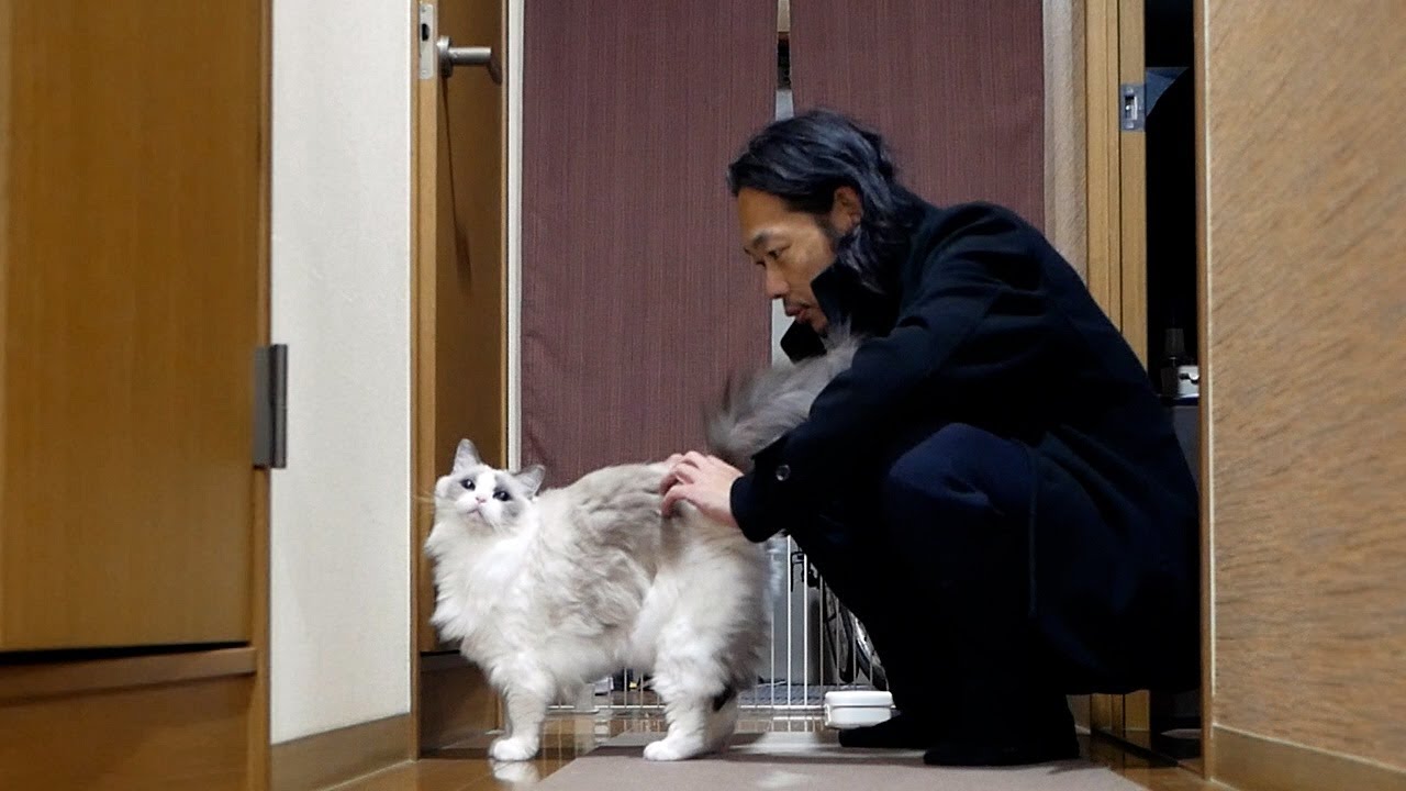猫にしか興味がない低収入の一人暮らし独身男性、今日もラグドールに癒される。
