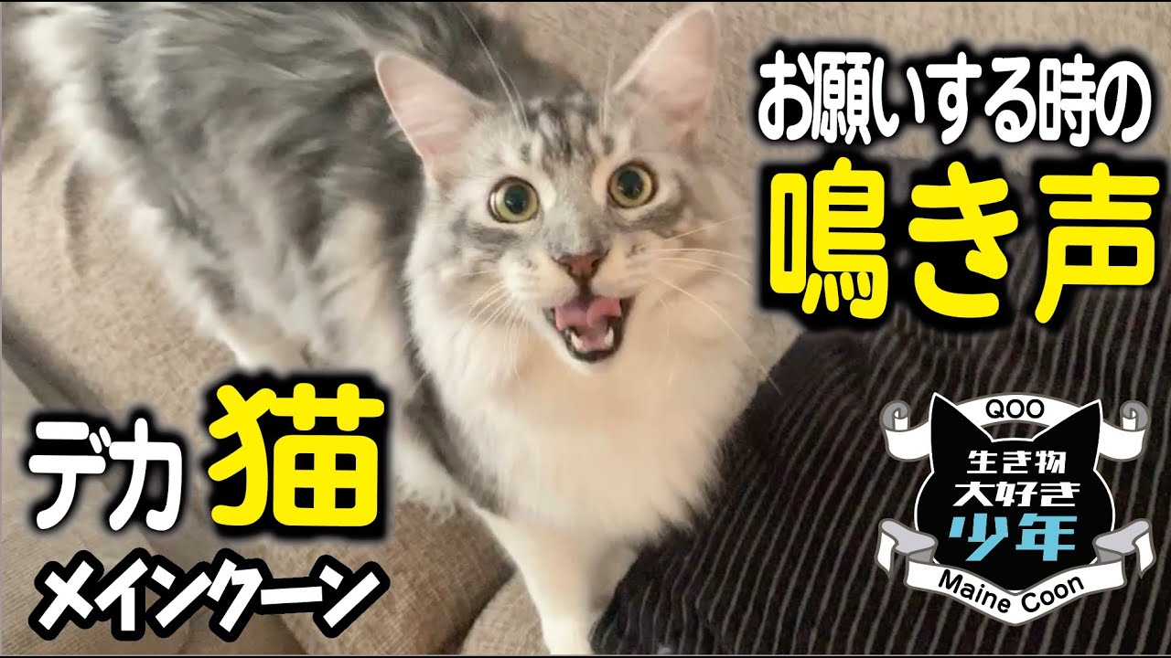 【メインクーン】催促する時の大型猫の可愛い鳴き声