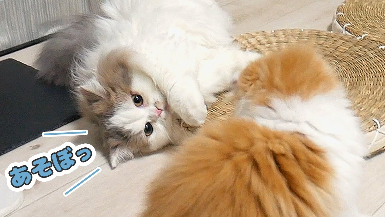 先住猫とスコティッシュフォールド子猫が仲良くなる瞬間！　Scottish Fold and Minuet getting along.