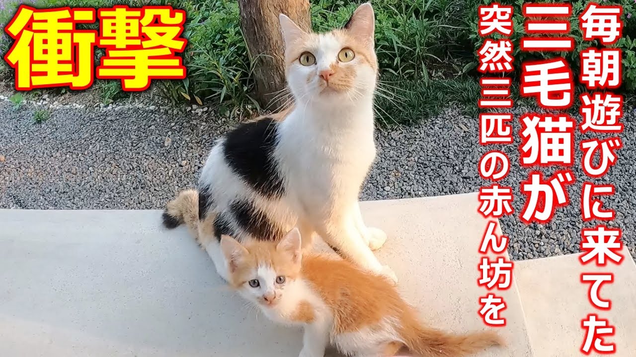 三毛母猫が赤ちゃん猫を見せに来てくれました[猫の赤ちゃん]