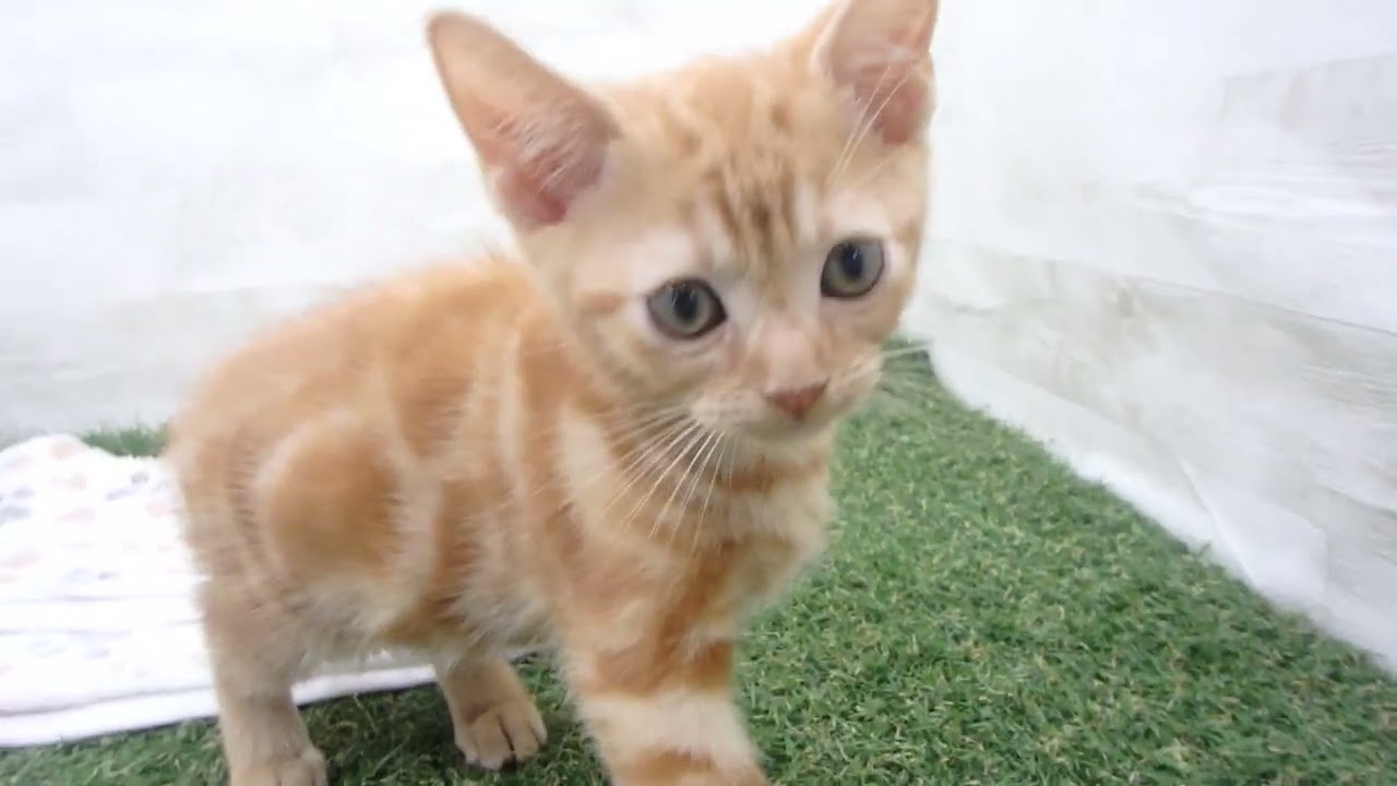 00601131 アメリカンショートヘアー