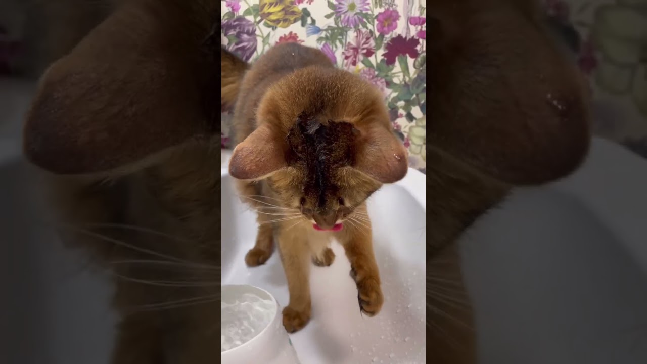 浴びるように飲む猫