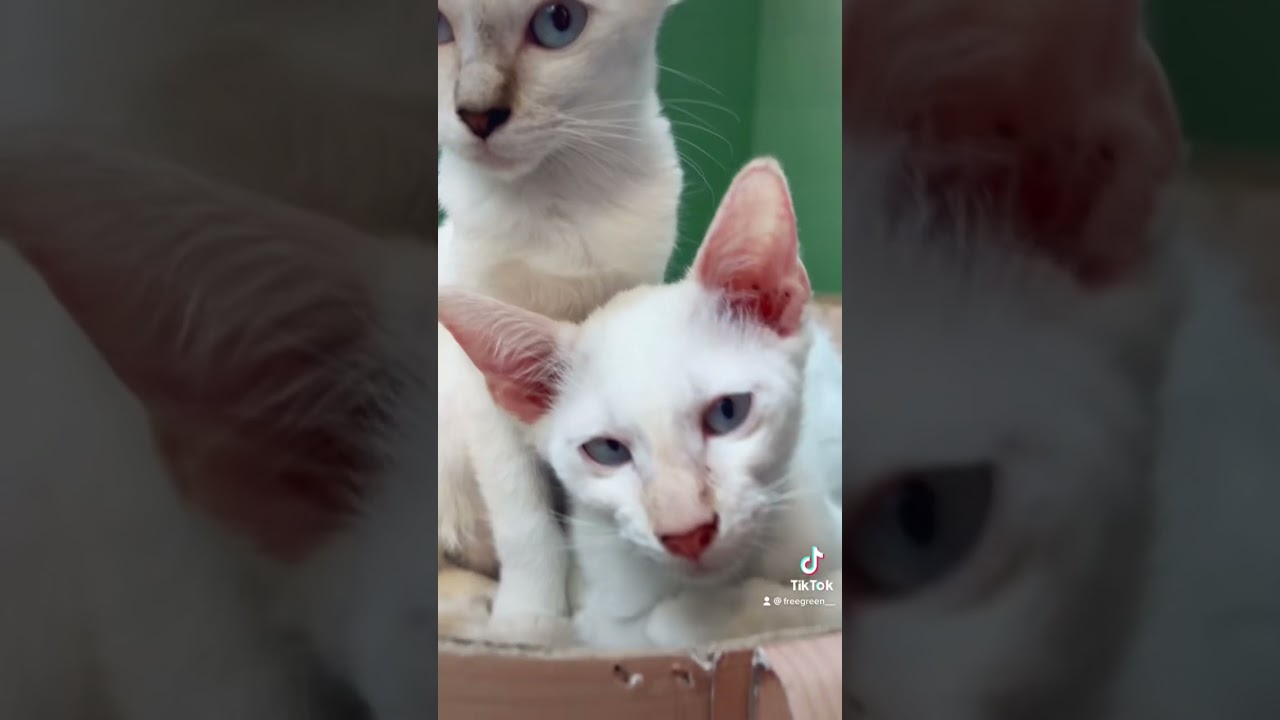 シャムのソニナ♂と元野良猫のアサ♀の子供たち#猫 #ねこ #ネコ #ねこのいる生活 #ブルーアイズ