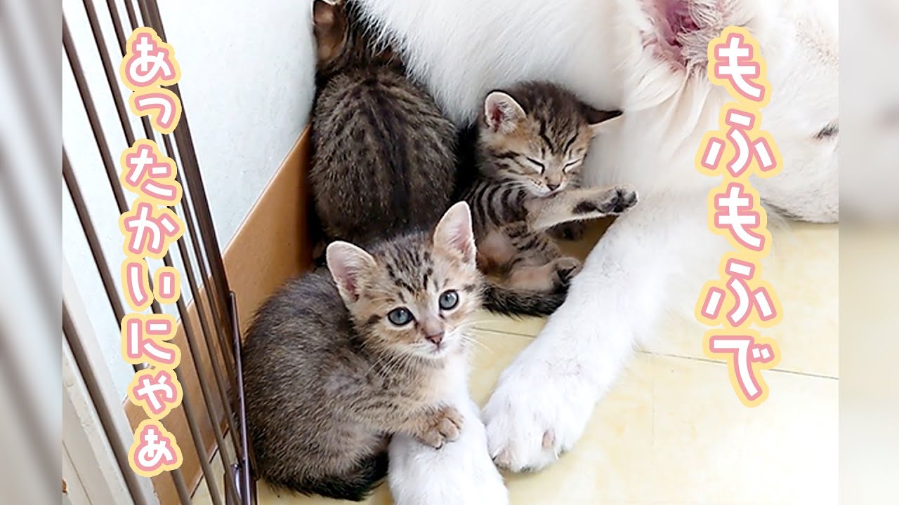ワンコの温もりに包まれる子猫たち｜PECO
