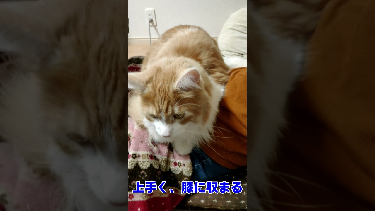 メインクーンの大きさが分かる？②（かるろ編）