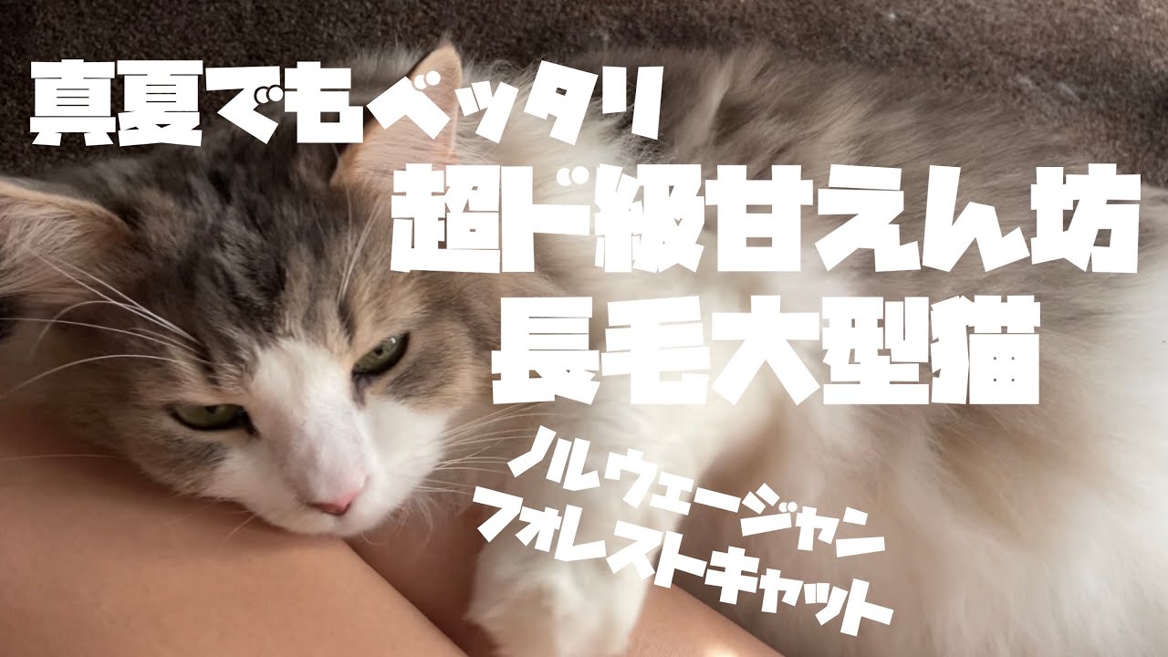 暑いのに構わずベッタリ甘えてくる大型長毛猫が可愛い…。【ノルウェージャンフォレストキャット】
