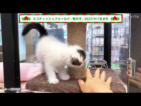 スコティッシュフォールド☆彡アミーゴ伊丹店