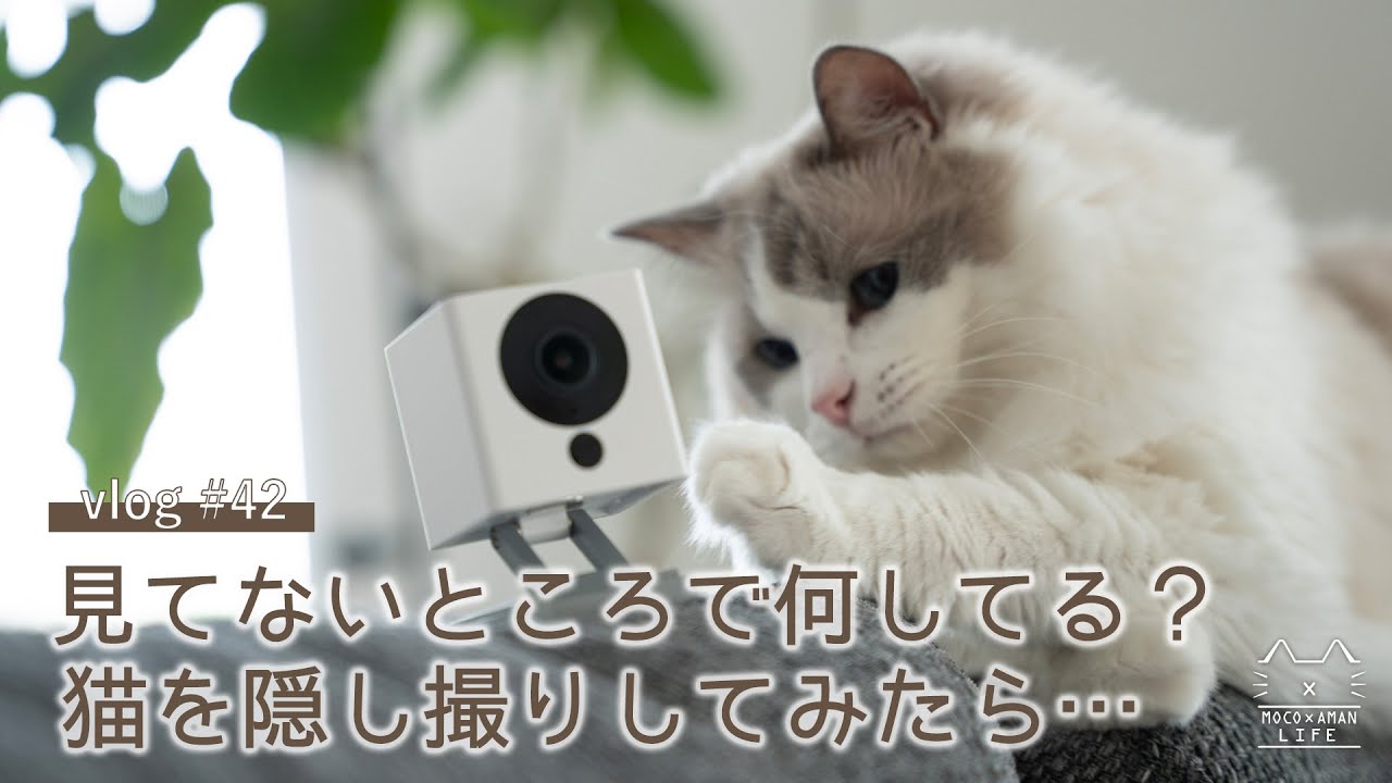 猫のお留守番をモニタリング｜話題の格安ATOM Cam｜ラグドール猫 #42