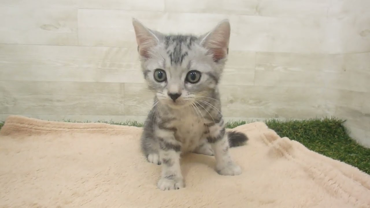 00593276 アメリカンショートヘアー