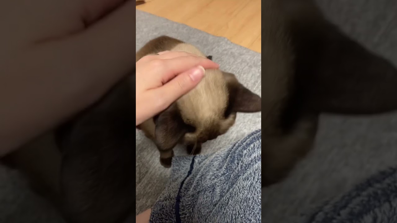 甘えん坊なシャム猫を撫でる