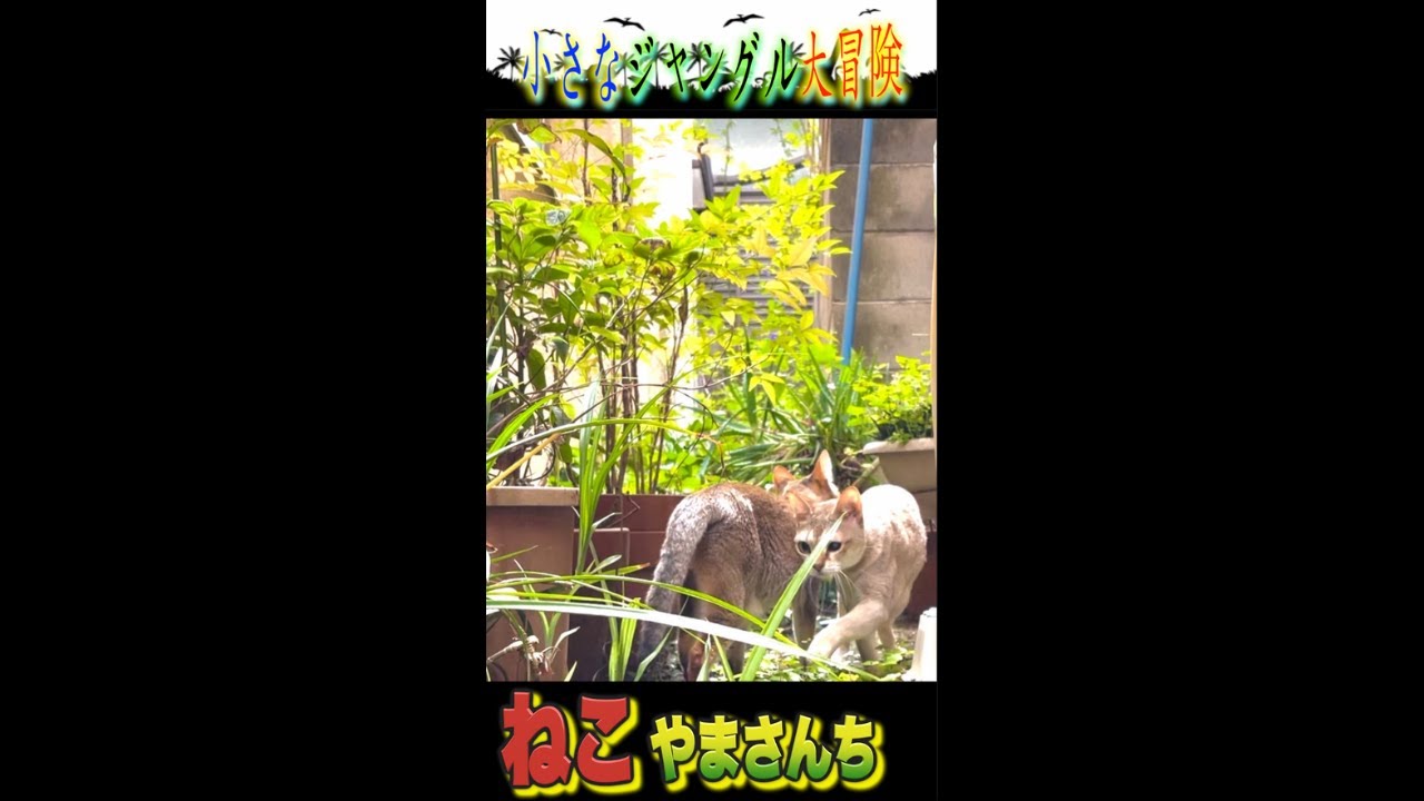 小さなジャングルを探検するシンガプーラ兄妹