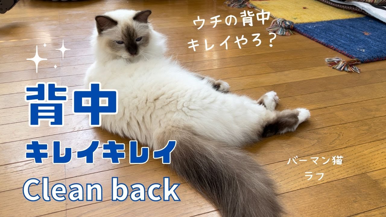 バーマン猫ラフのグルーミング【背中キレイキレイ】Clean back（バーマン猫）Birman/Cat