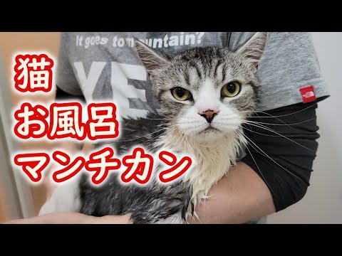 【お風呂】久しぶりのお風呂でも大人しい猫(マンチカン) - Bath time -