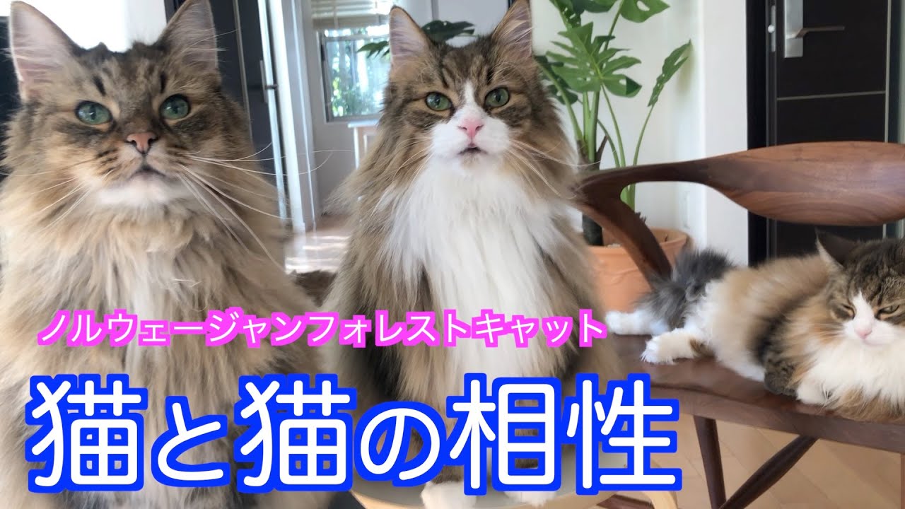 【猫と猫の相性】ノルウェージャンフォレストキャット　長谷寺紫陽花すごい！